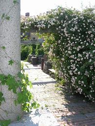 Redan på 1200-talet fanns en klosterträdgård i Uppsala