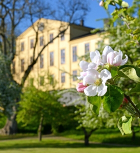 Äppelblom i herrgårdsparken Foto: Krusenberg