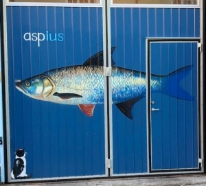 Aspius-3.jpg